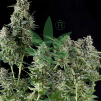 Northern Lights Feminised