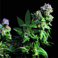 Purple Urkle Feminised
