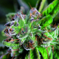Watermelon Zkittlez Feminised