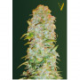 Cannabis seeds Auto AK-77V from Victory Seeds