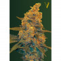 Cannabis seeds Auto BLOW DREAM from Victory Seeds