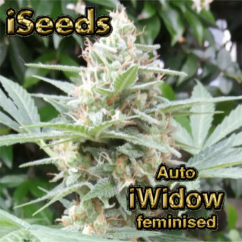 Auto iWidow feminised