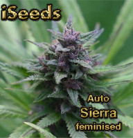 Auto Sierra feminised