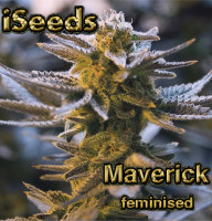 Maverick feminised