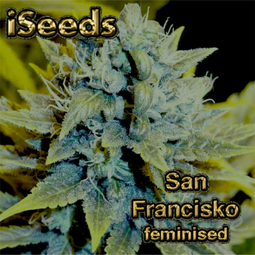 San Francisсo feminised