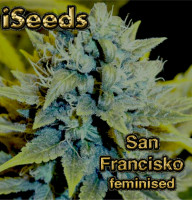 San Francisco feminised