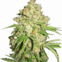 Cannabis seed variety Auto White Russian Feminised