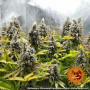 Cannabis seeds PINEAPPLE CHUNK from Barney's Farm