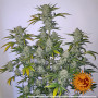 Cannabis seeds PINEAPPLE EXPRESS AUTO from Barney's Farm