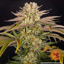 Cannabis seeds PINEAPPLE EXPRESS from Barney's Farm