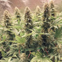 Cannabis seeds POWER PLANT® from Dutch Passion