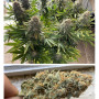 Cannabis seed variety Power Plant Feminised Gold