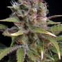 Cannabis seed variety Out Of Space Feminized