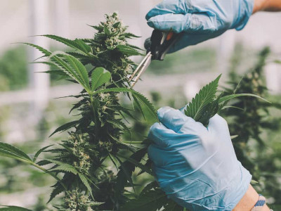 Как снимать урожай марихуаны аскорбиновая кислота от марихуаны