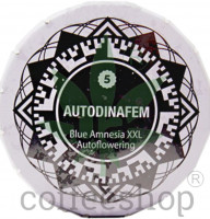 Auto Blue Amnesia XXL Feminised