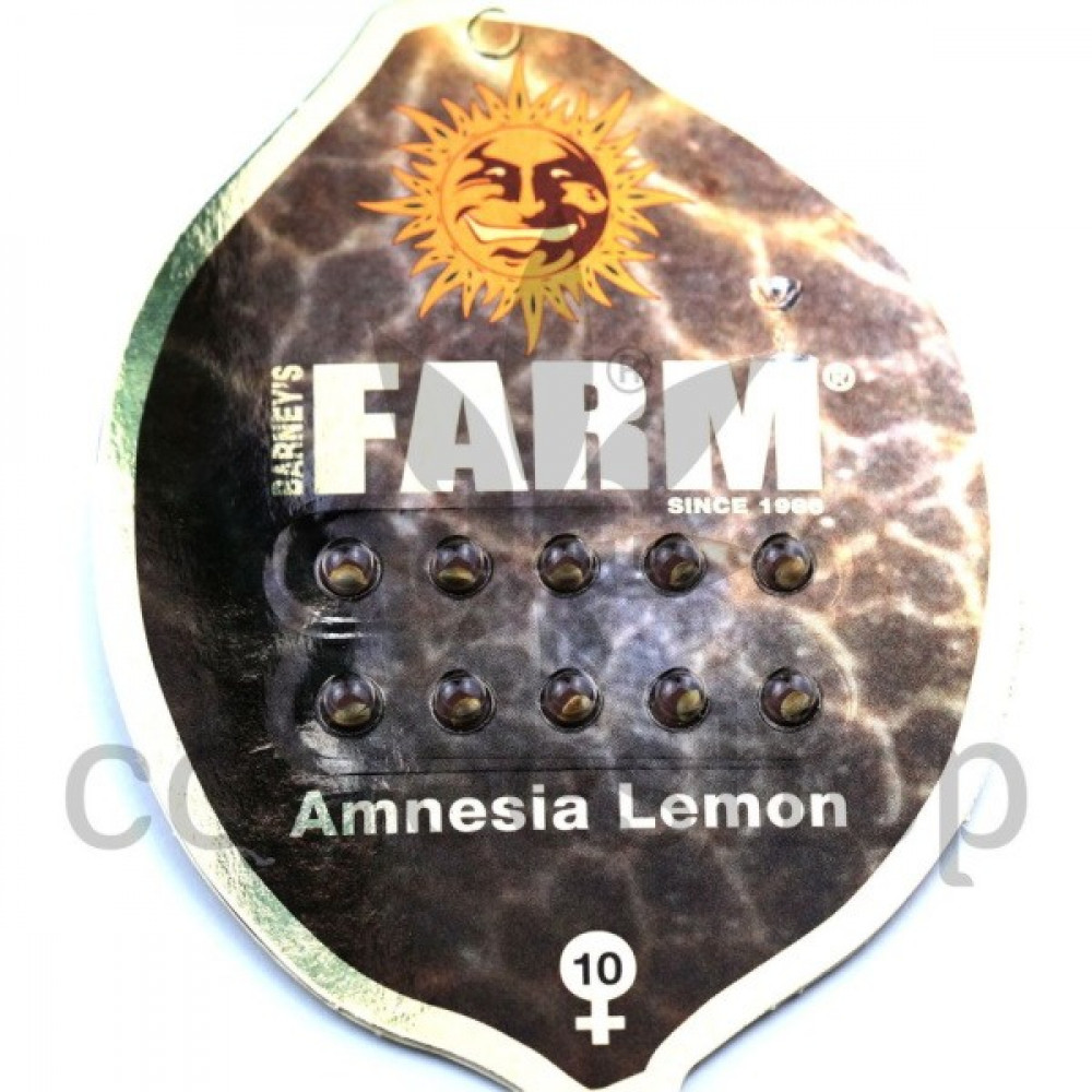 Amnesia Lemon Feminised