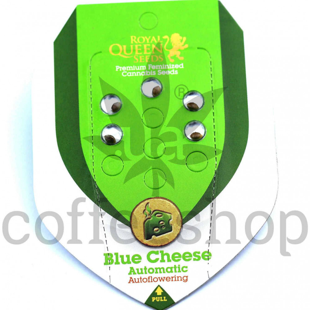 Auto Blue Cheese feminized