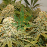 Banana Blaze feminised