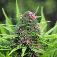 Frisian Dew feminised