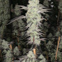 Cannabis seed variety Wedding Cake Feminised Gold