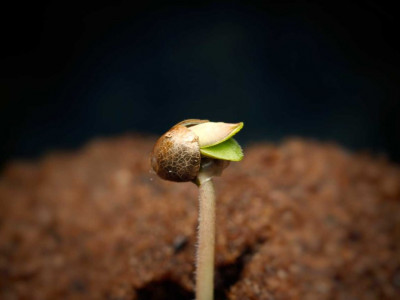 ТОП-8 факторов почему семена конопли не прорастают 