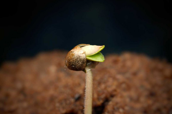 ТОП-8 факторов почему семена конопли не прорастают 