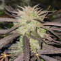 Cannabis seeds PURPLE #1® from Dutch Passion