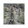 Cannabis seeds PURPLE #1® from Dutch Passion