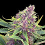 Cannabis seed variety Purple Kush