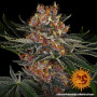 Cannabis seeds PURPLE PUNCH AUTO from Barney's Farm