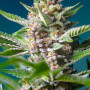 Cannabis seeds PURPLE PUNCH OG® from Sweet Seeds