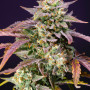 Cannabis seeds PURPLE PUNCH OG XL AUTO® from Sweet Seeds