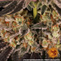 Семена конопли Purple Punch x Lemon Drizzle от Barney's Farm