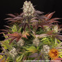 Семена конопли Purple Punch x Lemon Drizzle от Barney's Farm