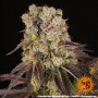 Семена конопли Purple Punch x Lemon Drizzle от Barney's Farm