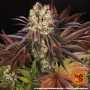 Семена конопли Purple Punch x Lemon Drizzle от Barney's Farm