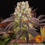 Семена конопли Purple Punch x Lemon Drizzle от Barney's Farm