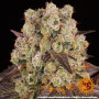 Семена конопли Purple Punch x Lemon Drizzle от Barney's Farm