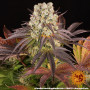 Семена конопли Purple Punch x Lemon Drizzle от Barney's Farm