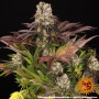 Семена конопли Purple Punch x Lemon Drizzle от Barney's Farm