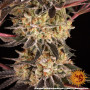Семена конопли Purple Punch x Lemon Drizzle от Barney's Farm
