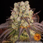 Семена конопли Purple Punch x Lemon Drizzle от Barney's Farm