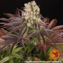 Семена конопли Purple Punch x Lemon Drizzle от Barney's Farm