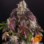 Cannabis seeds PURPLE PUNCH from Barney's Farm