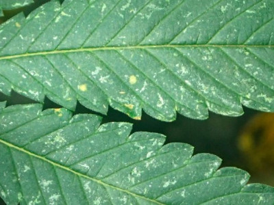 Пятна на листьях марихуаны или мучнистая роса – что это