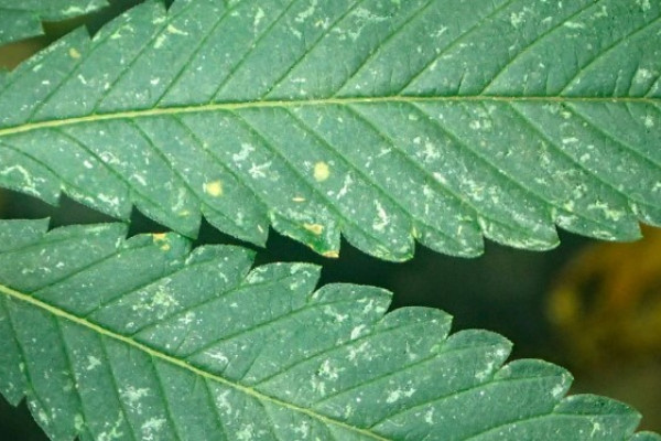 Spots on marijuana leaves or powdery mildew - what is it