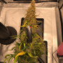 Cannabis seed variety Auto Jack Herer Feminised Gold