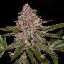 Cannabis seed variety Radical Jiuce Feminised Silver