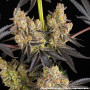 Семена конопли Rainbow Sherbet от Barney's Farm