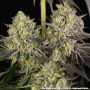 Семена конопли Rainbow Sherbet от Barney's Farm